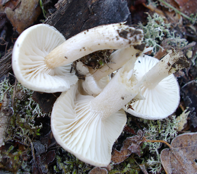 Tutti tricoloma terreum?